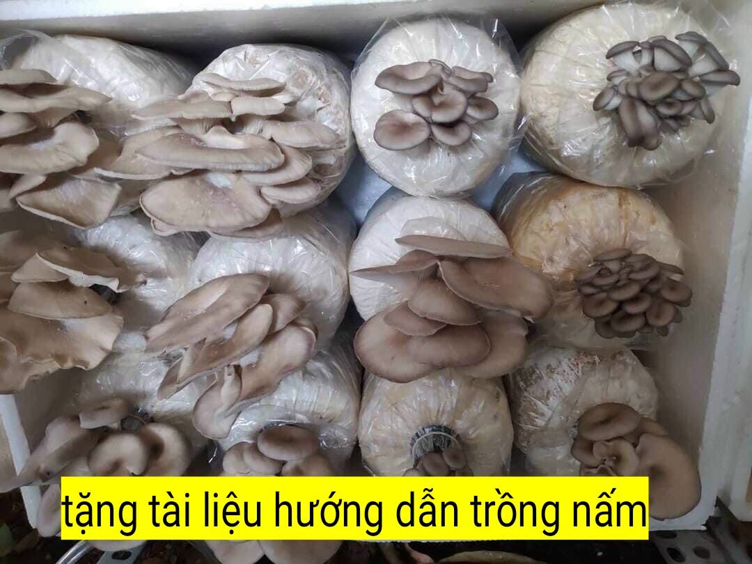 Combo 10 phôi nấm bào ngư xám