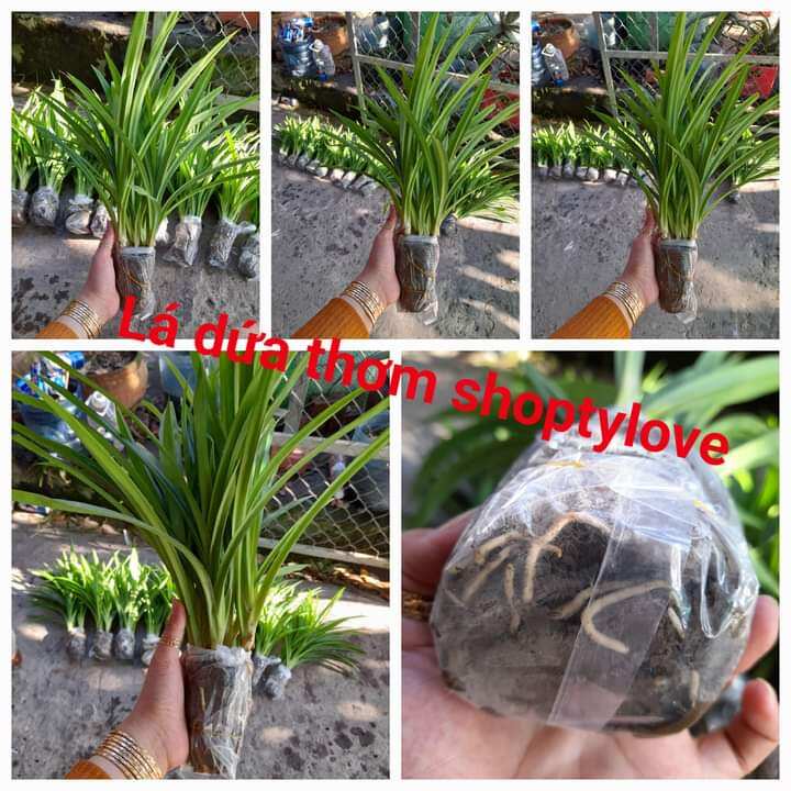 bầu 5 cây lá dứa (lá nếp thơm). bầu đã ra rễ con