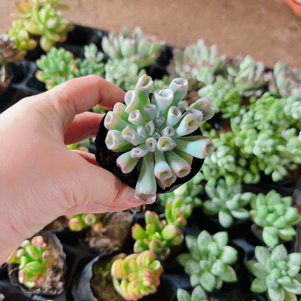 Sen đá mũi heo cute size bầu
