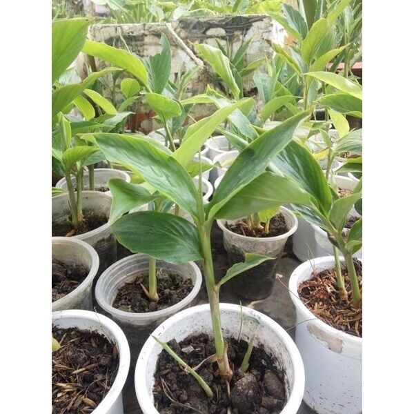 Củ hoa giềng tía