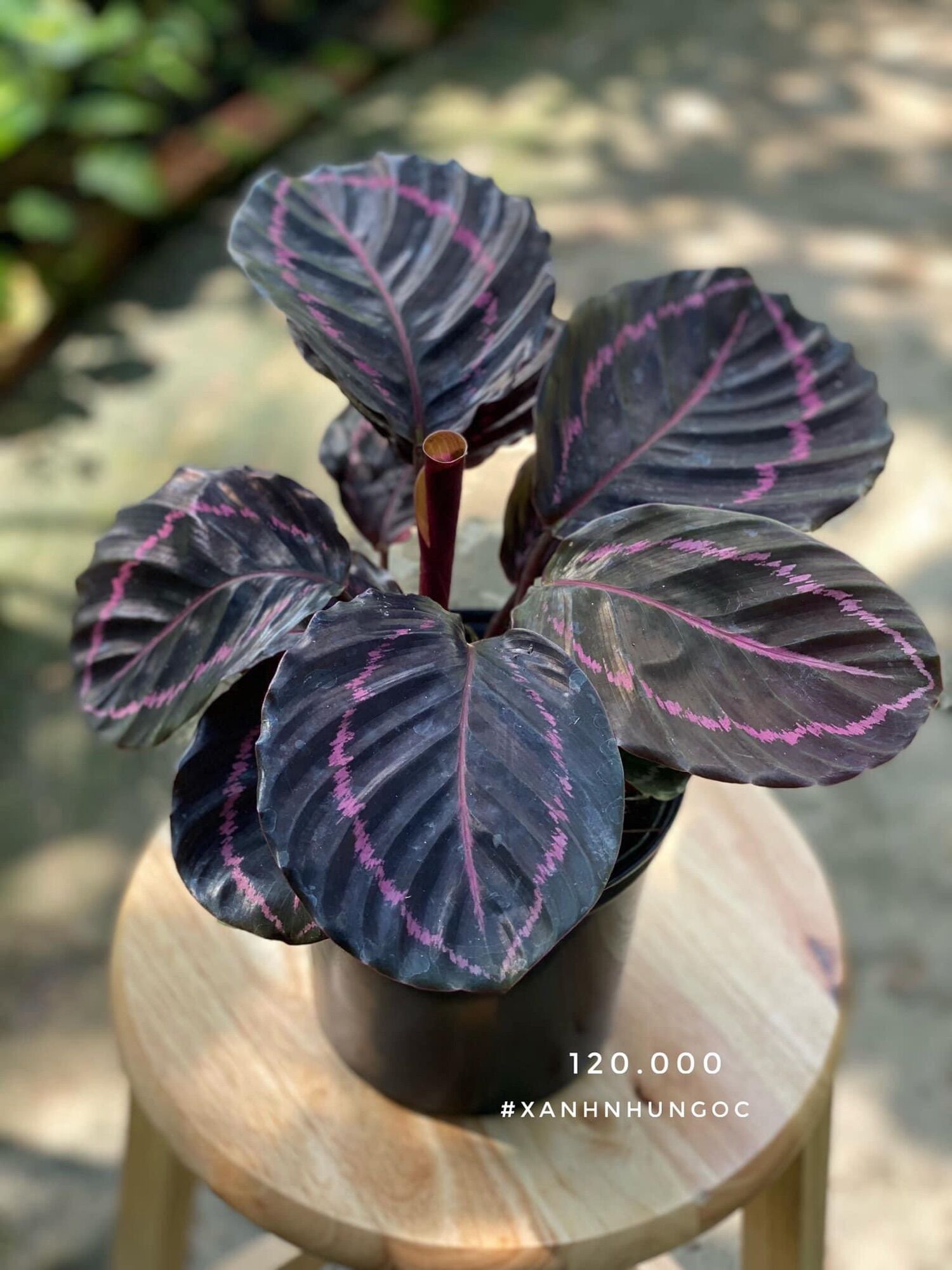 Cây đuôi công tím/ calathea dottie