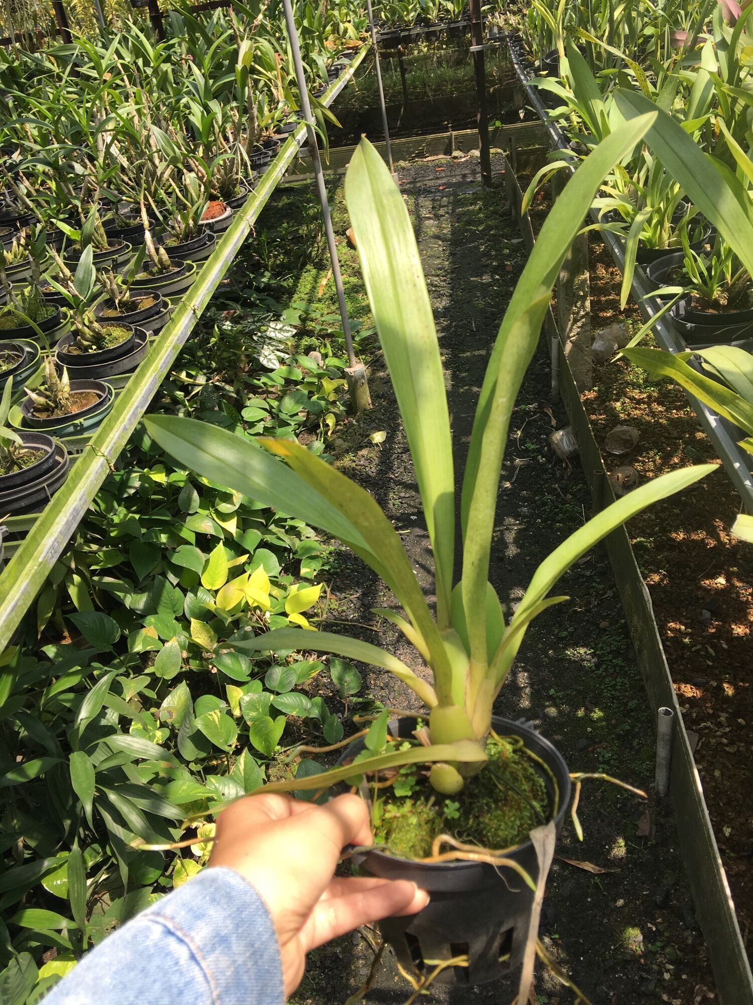 [HCM]Vũ Nữ Nhện Xanh