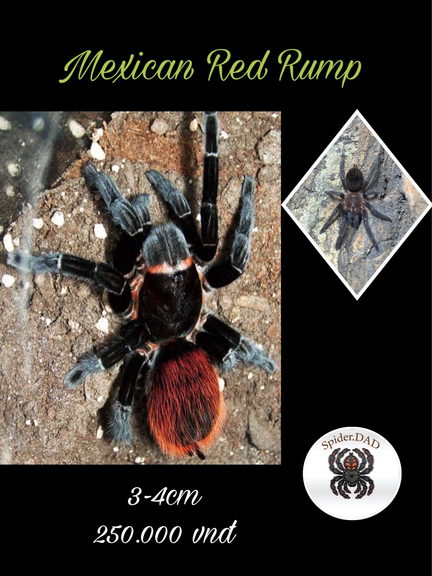 Redrump Tarantula Sling