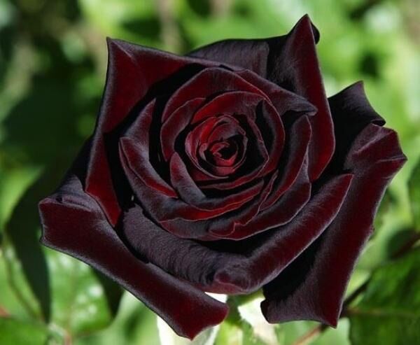Hoa hồng bụi Abracadabra Rose - phù thuỷ đen