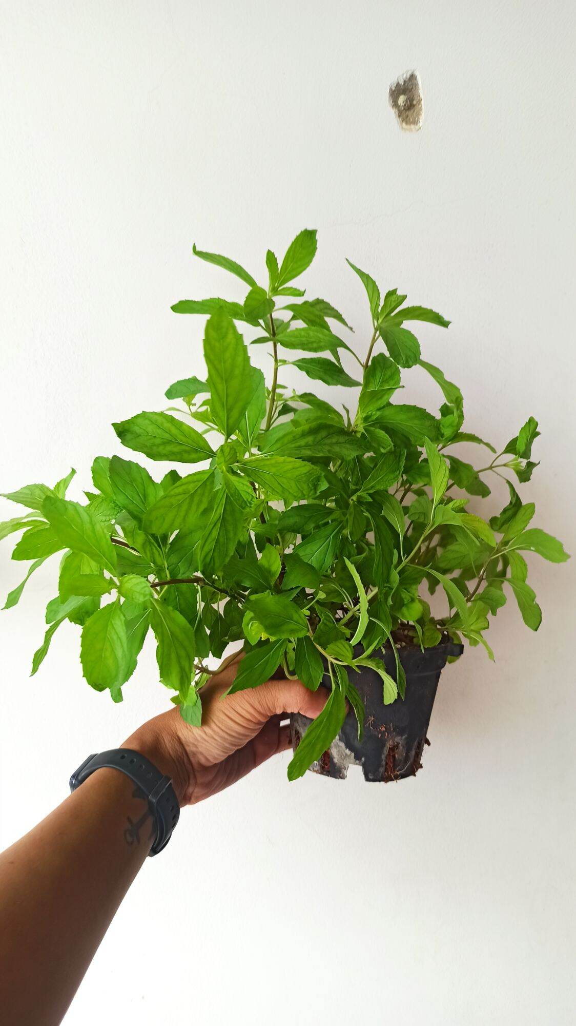 cây giống bạc hà pepper ( pepper mint)