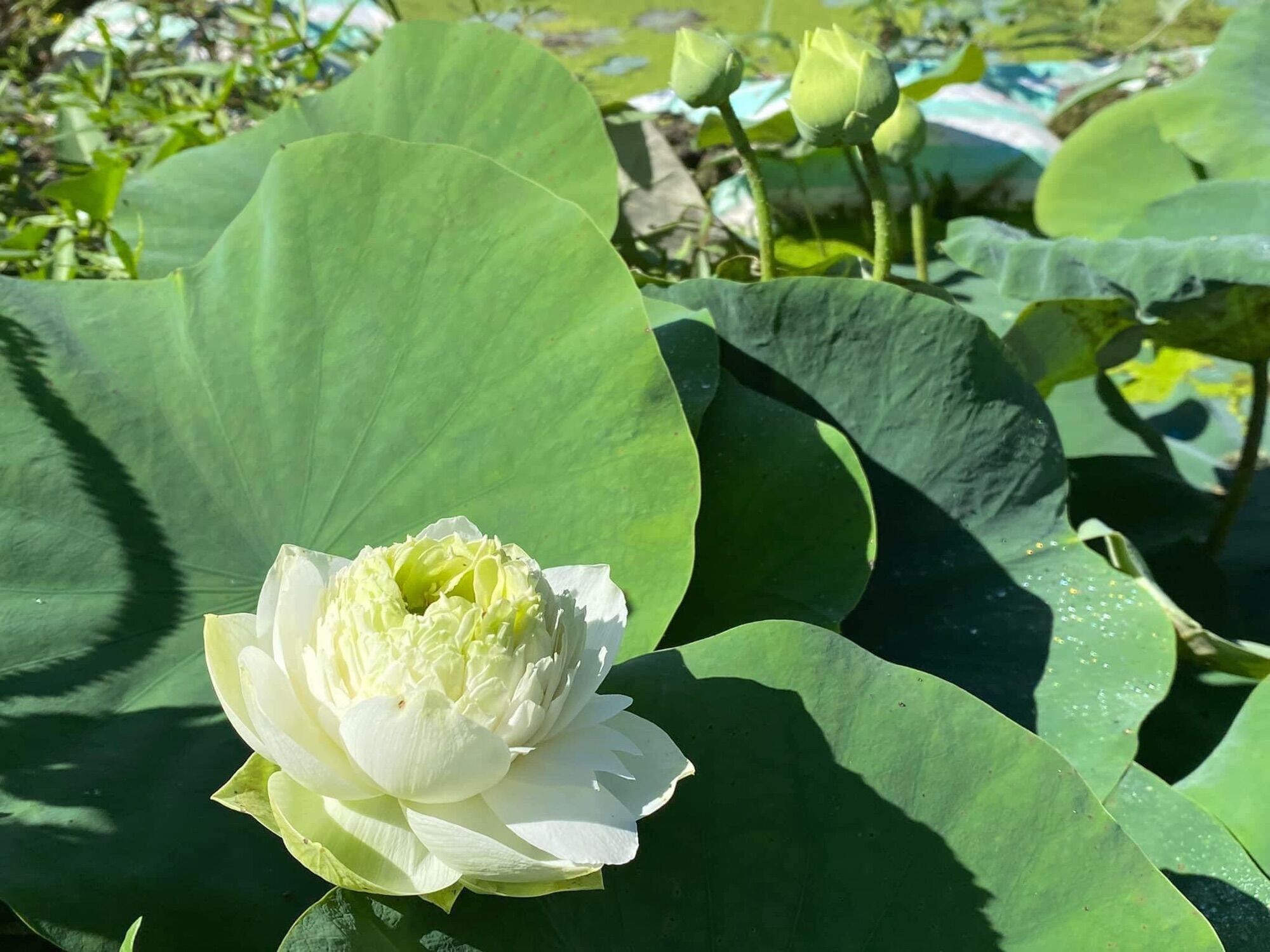 Củ Sen Thái- Trắng Hoàng Kim (củ giống)