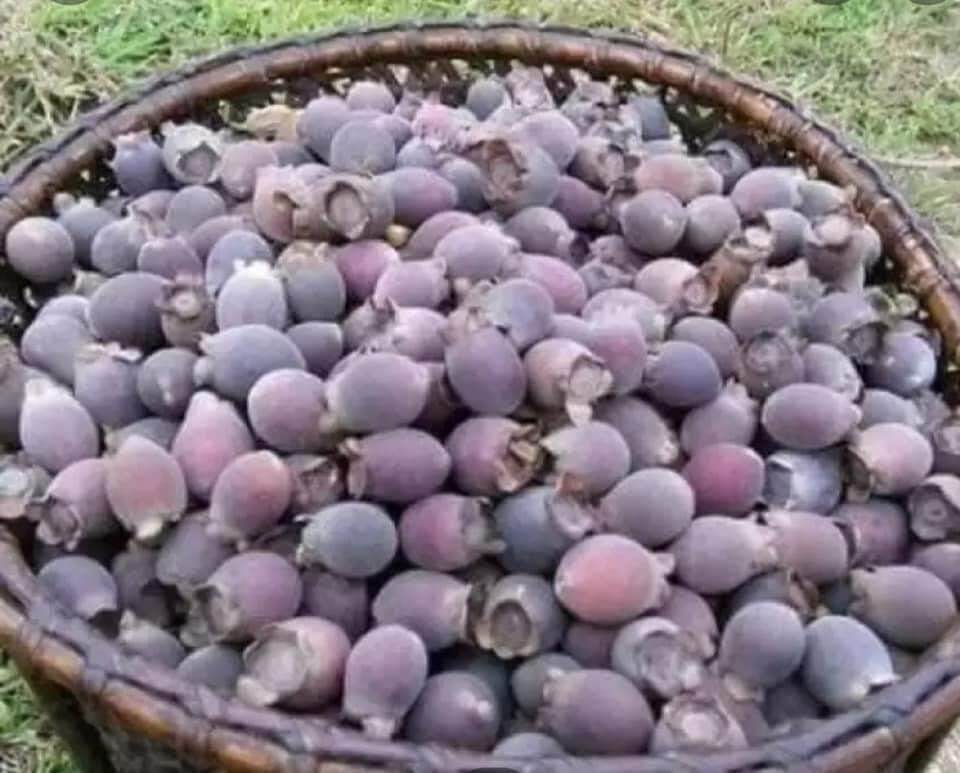 Quả sim tươi đã ủ đường 1kg
