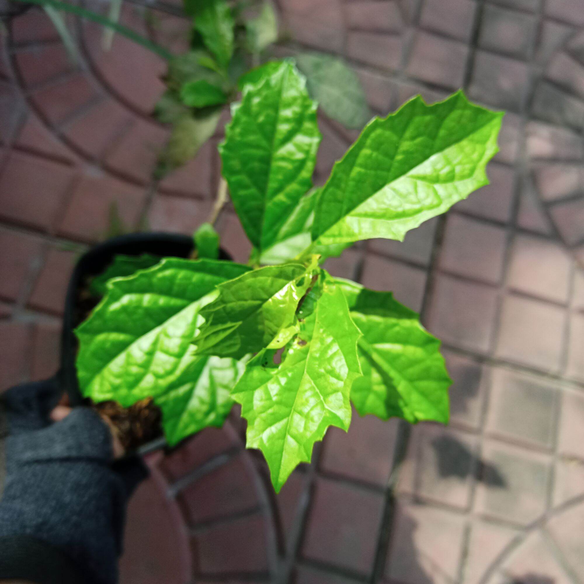 Cây giống xạ đen