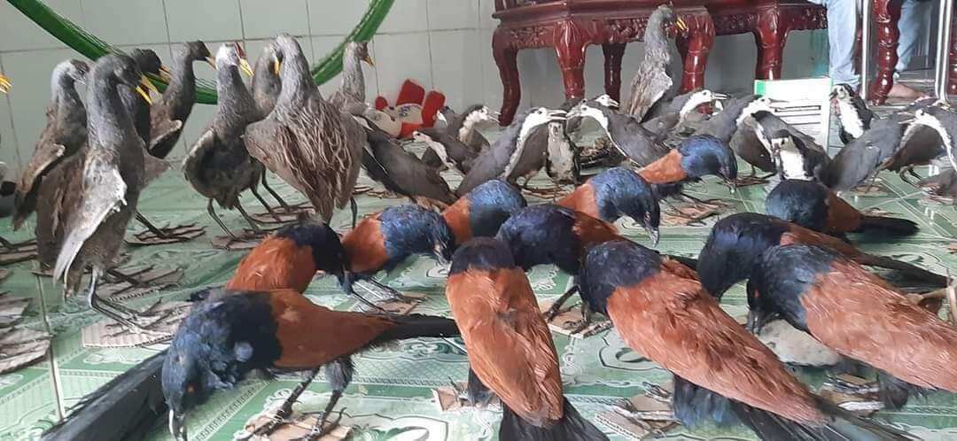 bìm bịp giả