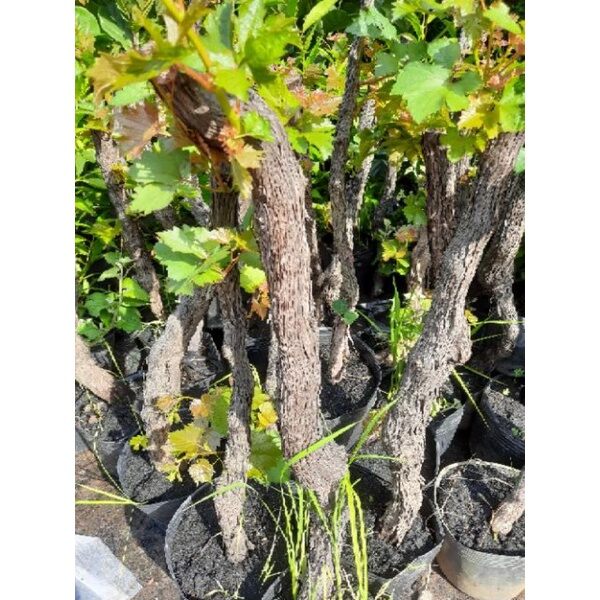 Cây Nho Ninh Thuận dây leo