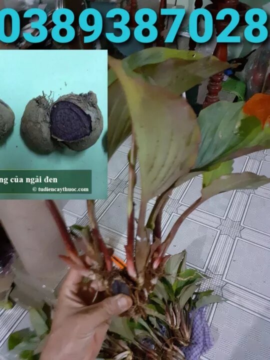 Củ ngải đen 500g