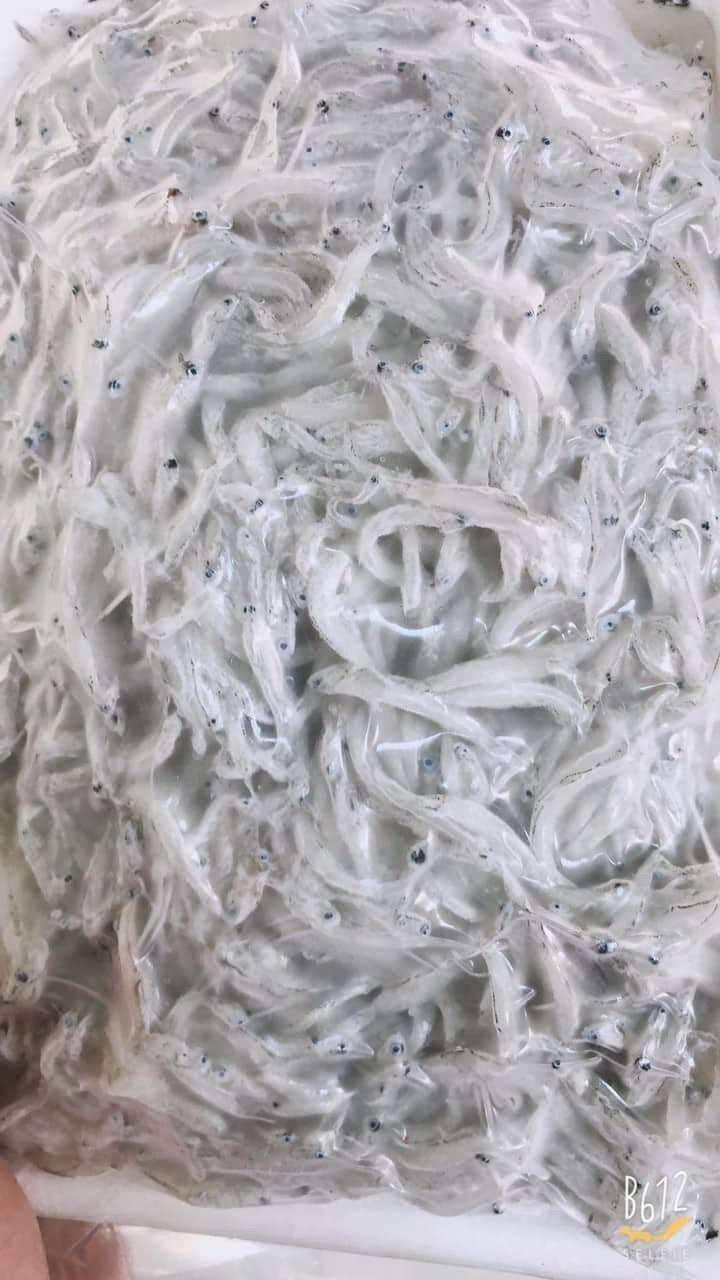 1kg Cá Cơm mờm sữa (hoả tốc tphcm)