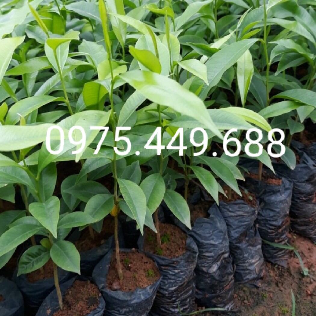 Combo 5 cây sắn thuyền, cao 50cm, lá ăn gỏi, nem. 0975449688