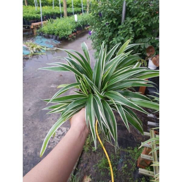 Cây Ngải Nàng Rù (Cỏ Lan Chi)(Cây đang rất đẹp)
