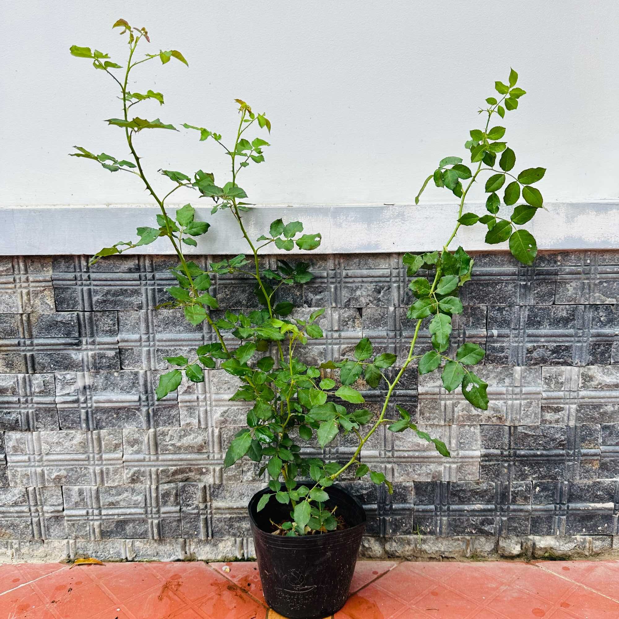 Hoa hồng cổ Sơn La vàng - hồng leo