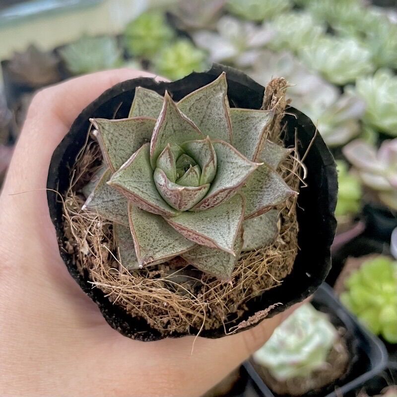 Sen đá hoa hồng đen size bầu 3-5 cm