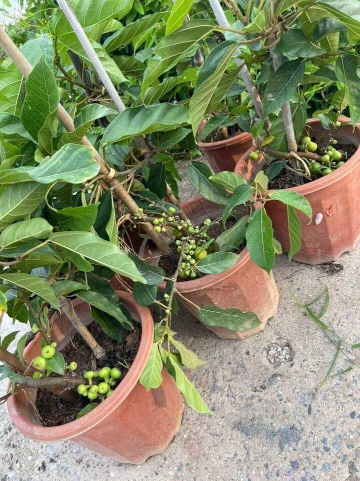Cây Sung Nếp siêu trái