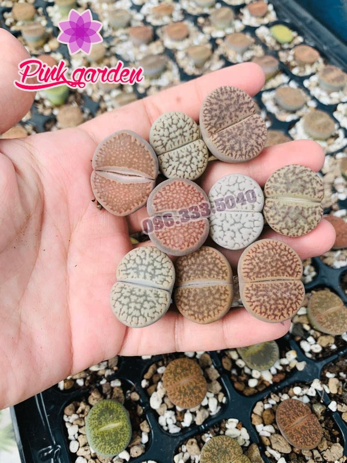 Sen mông, lithops, thạch lan mix đủ màu size 2cm
