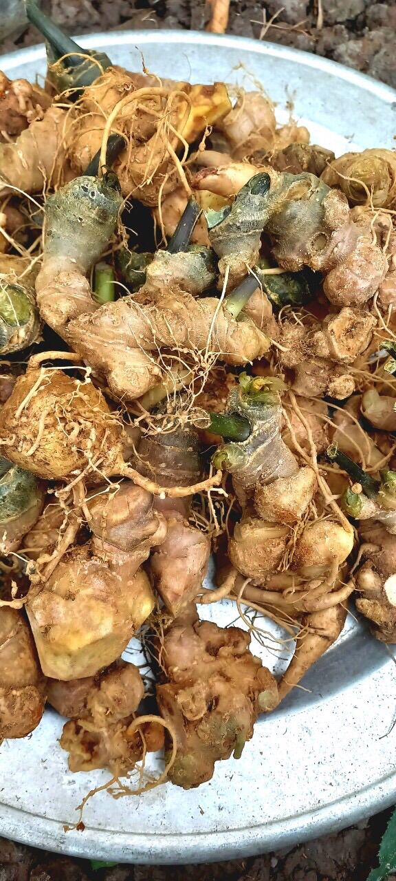 Sâm ngọc linh (sứt 1.500k/kg)