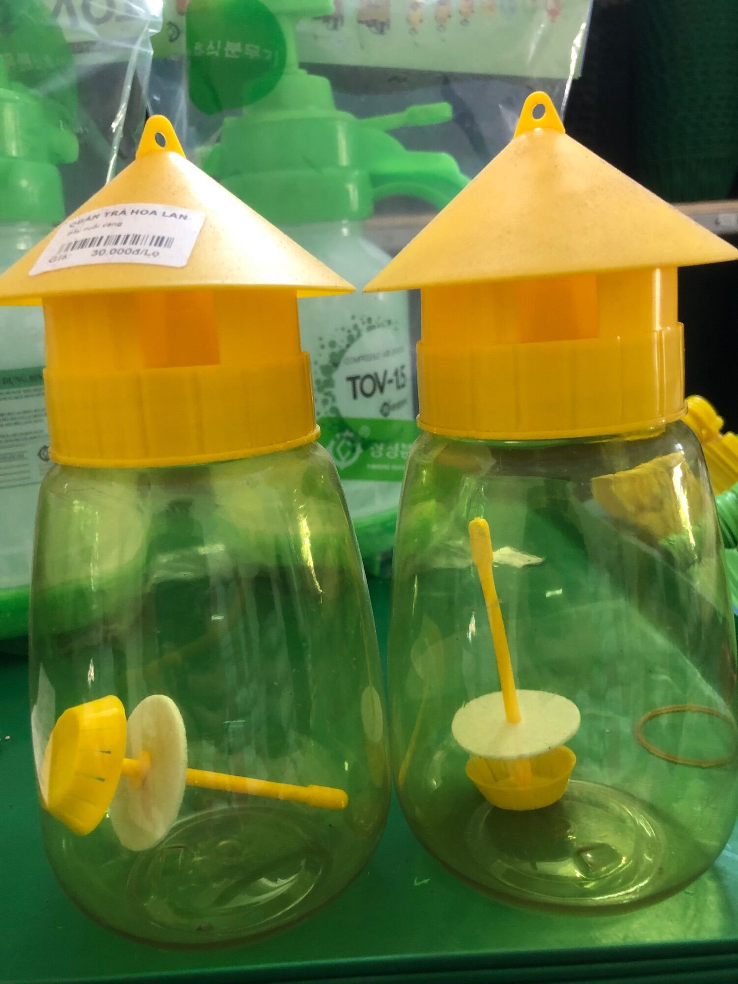 Bẫy ruồi vàng
