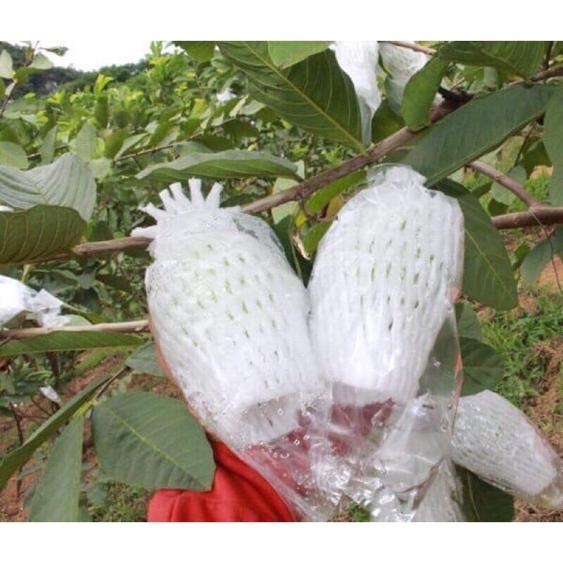 100 túi xốp ổi lồng sẵn ( xốp + nilong +thun)