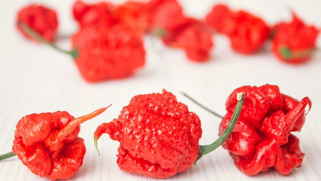 Hạt Ớt siêu cay Habanero đỏ 5 Hạt giống chuẩn