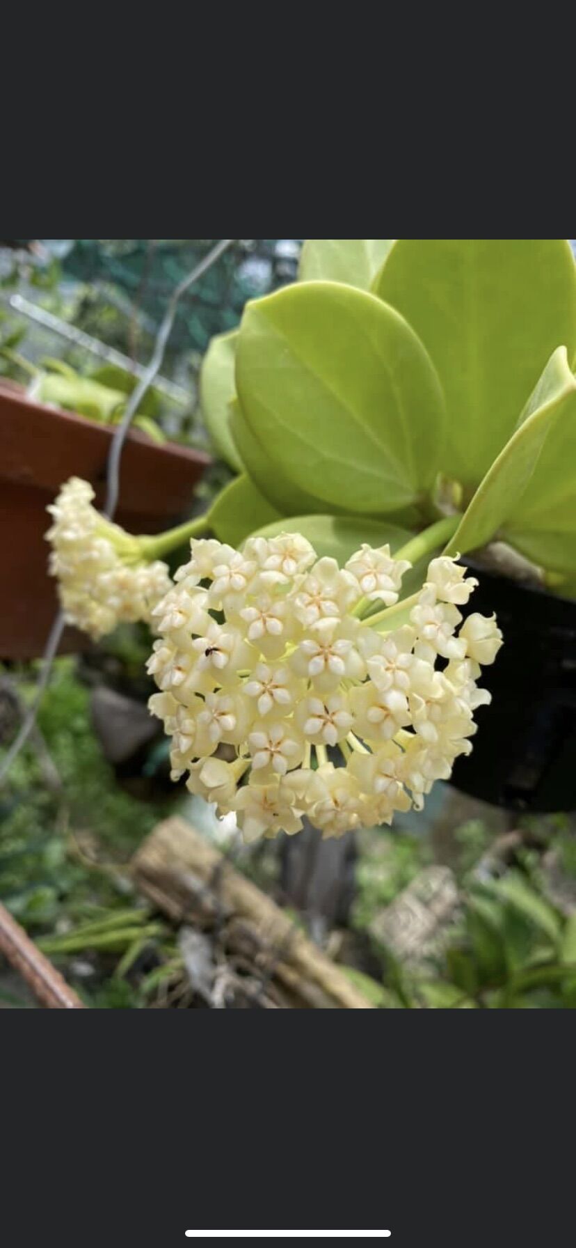 Cẩm cù lá xếp - Pachyclada