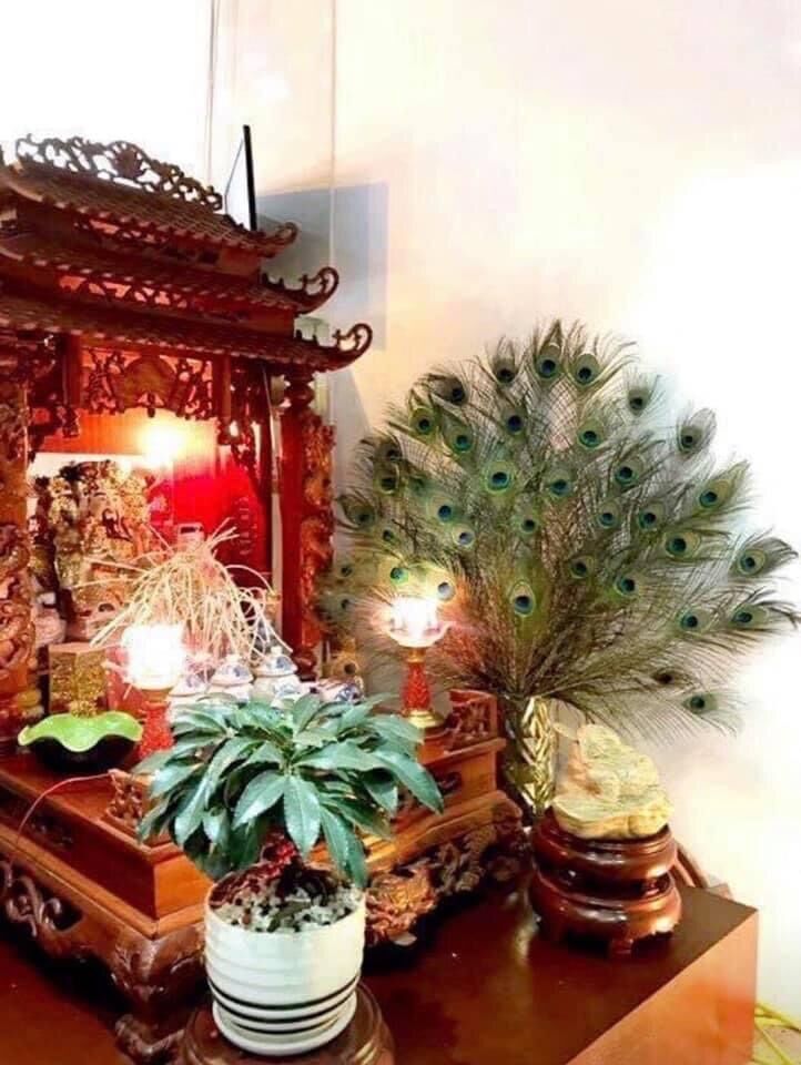 Lông công thật