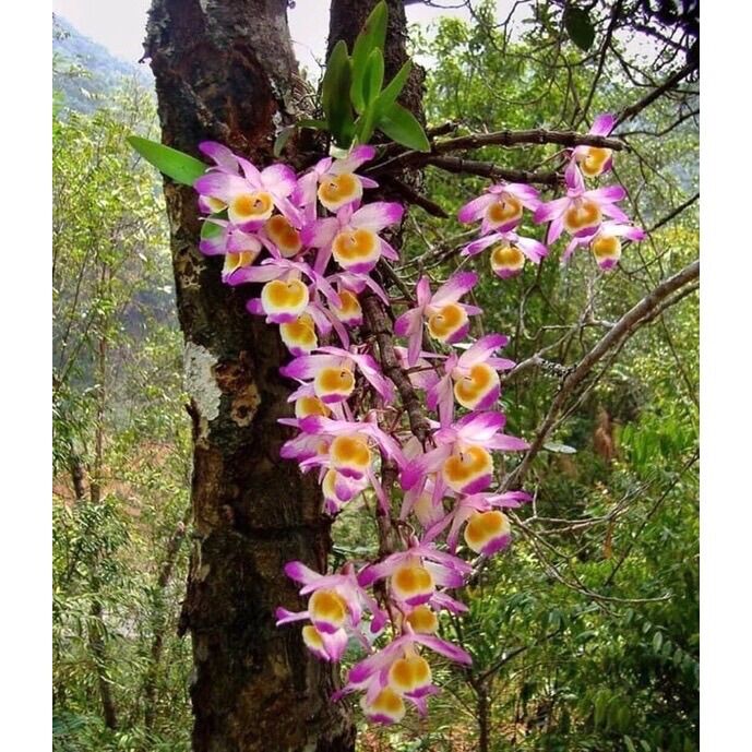 Hoa lan long tu