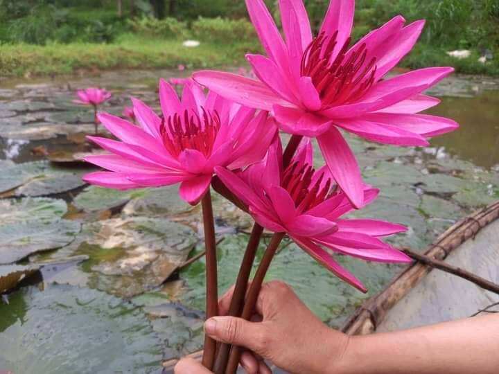 3 củ giống sẵn mầm hoa súng ăn ngó