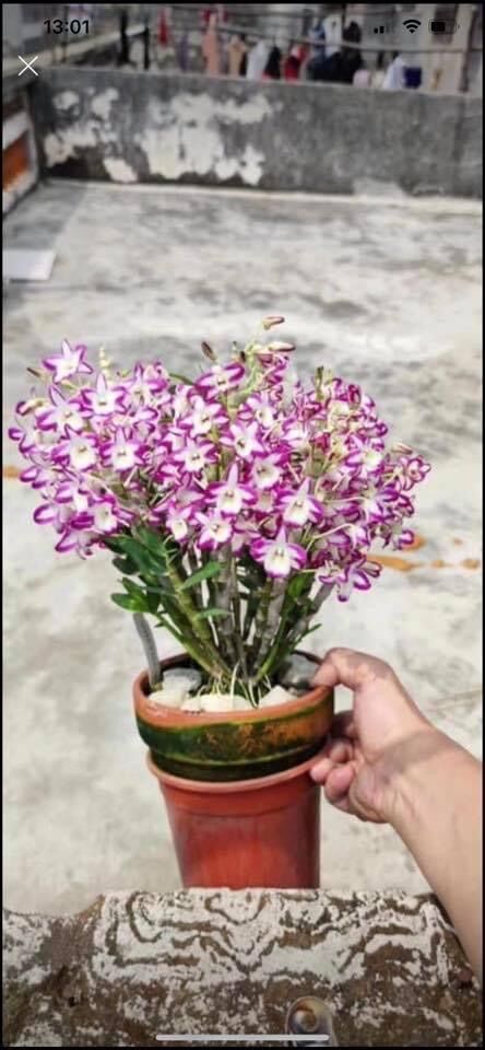 Hoa Lan đại mĩ nhân (1khóm 3thaan)
