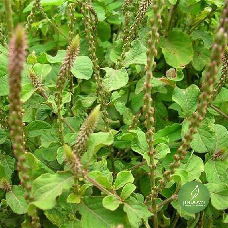 1kg cây cỏ xước tươi. lh 0975449688