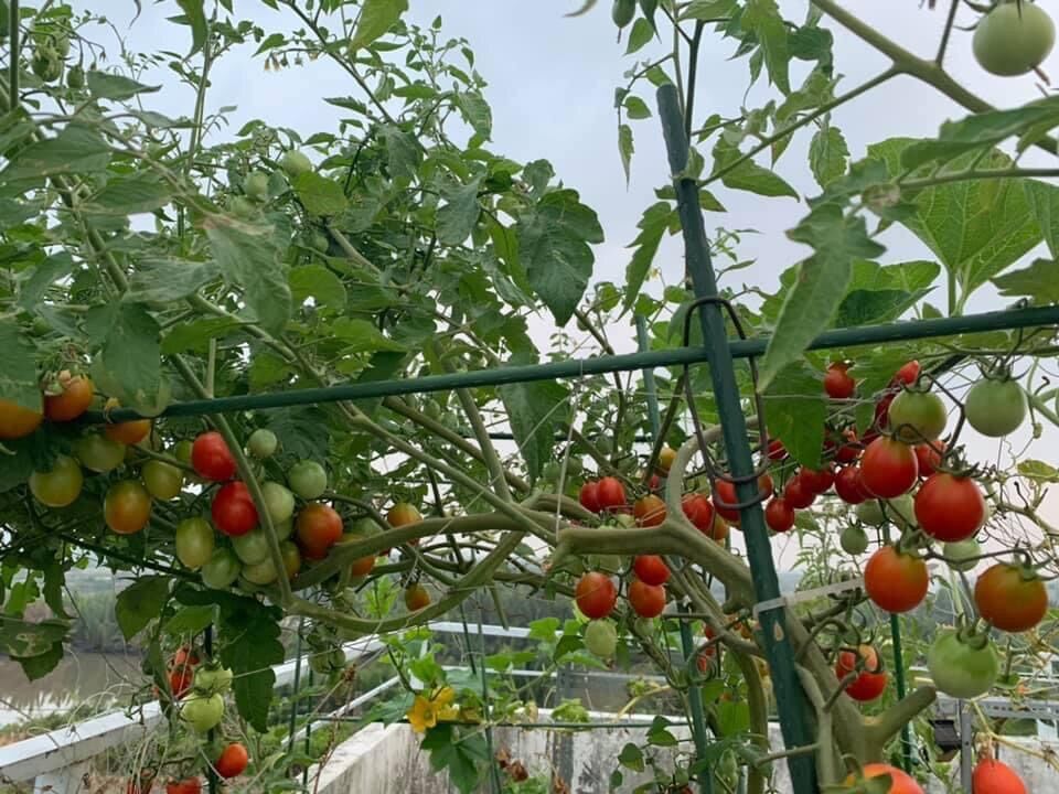 HẠT GIỐNG CÀ CHUA LEO GIÀN NGỌT