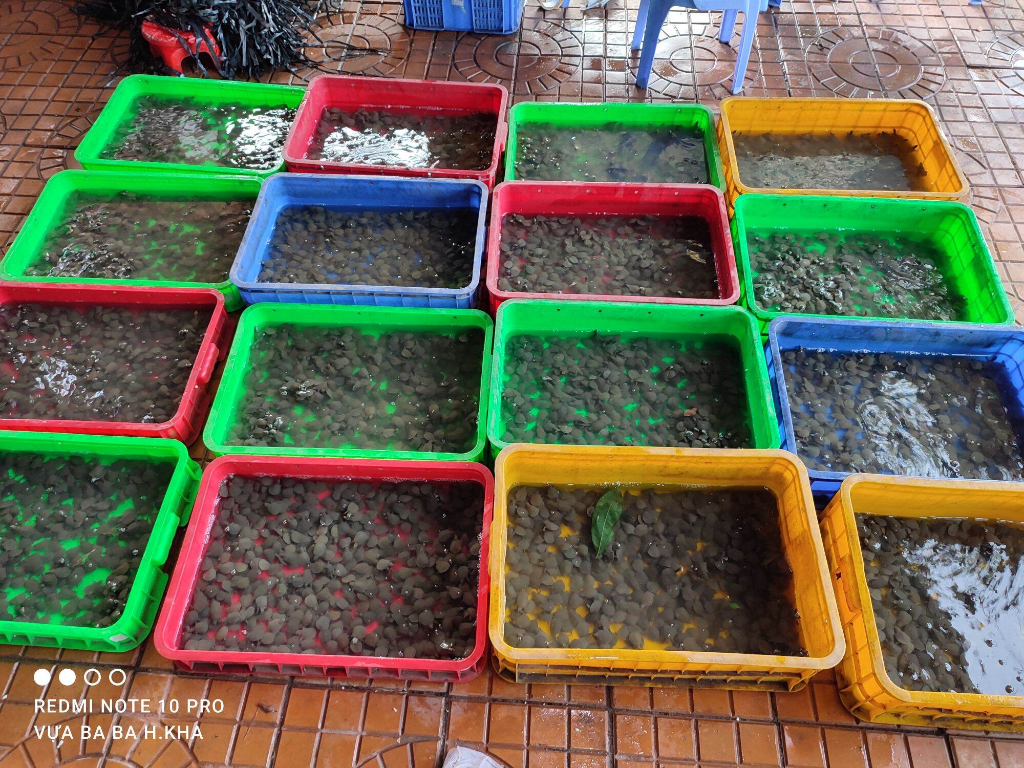 combo 100con baba giống tặng thêm 5con(bảo hành vận chuyển)