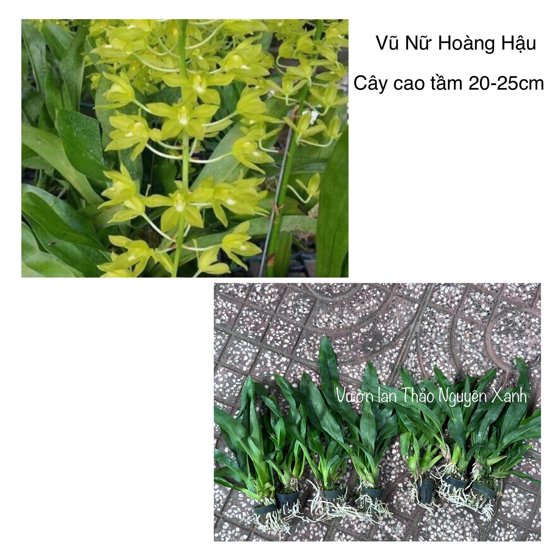 Vũ nữ hoàng hậu size trung màu xanh