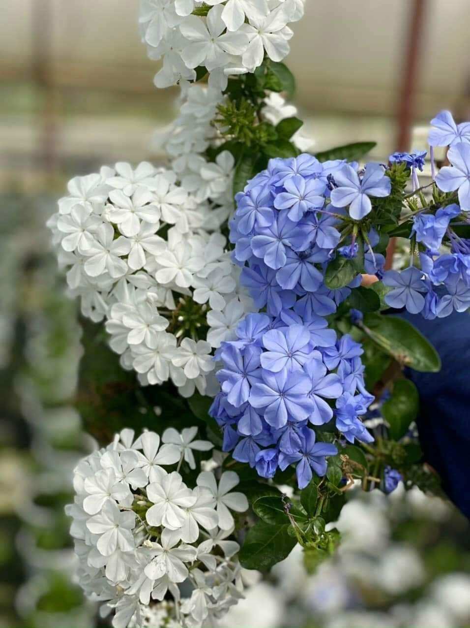 Combo cây thanh xà xanh đậm và bạch xà, đuôi công hoa xanh, blue plumbago