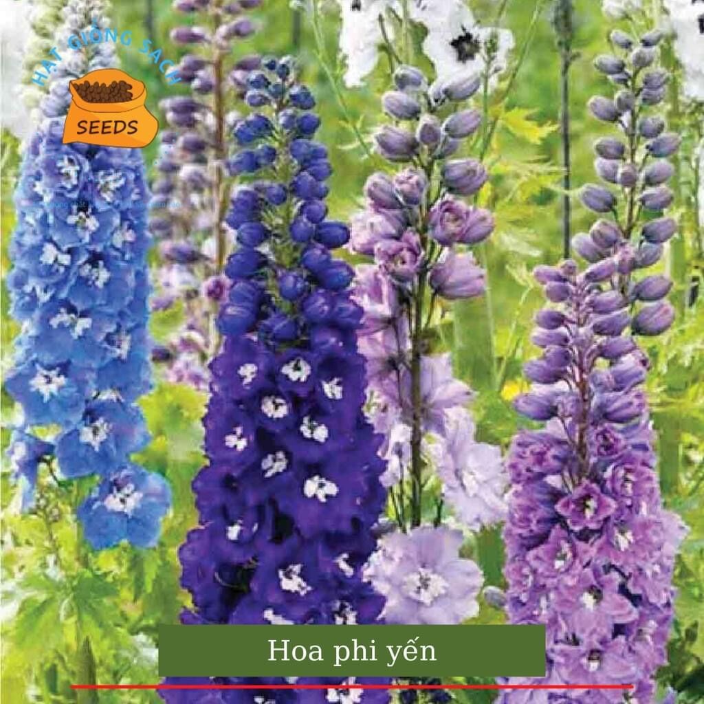 Hạt giống hoa phi yến hoa tết