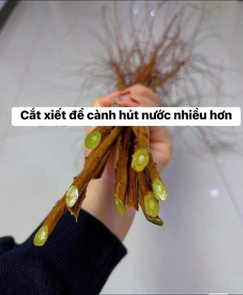 Combo 1 bó 10 cành tuyết mai đang nụ ( hoa chơi 5 tuần)