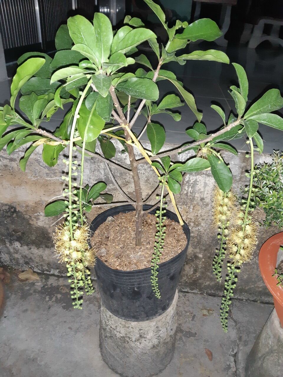 Cây hoa Lộc vừng hoa vàng