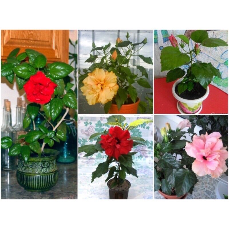 Hạt Hoa Dâm Bụt Kép(1 gói 25k)