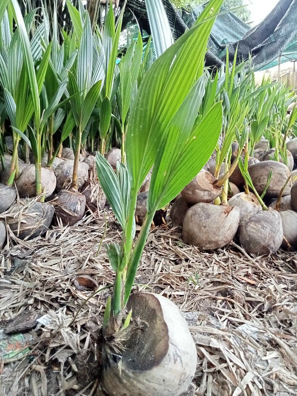 Dừa 2 mọng bon sai