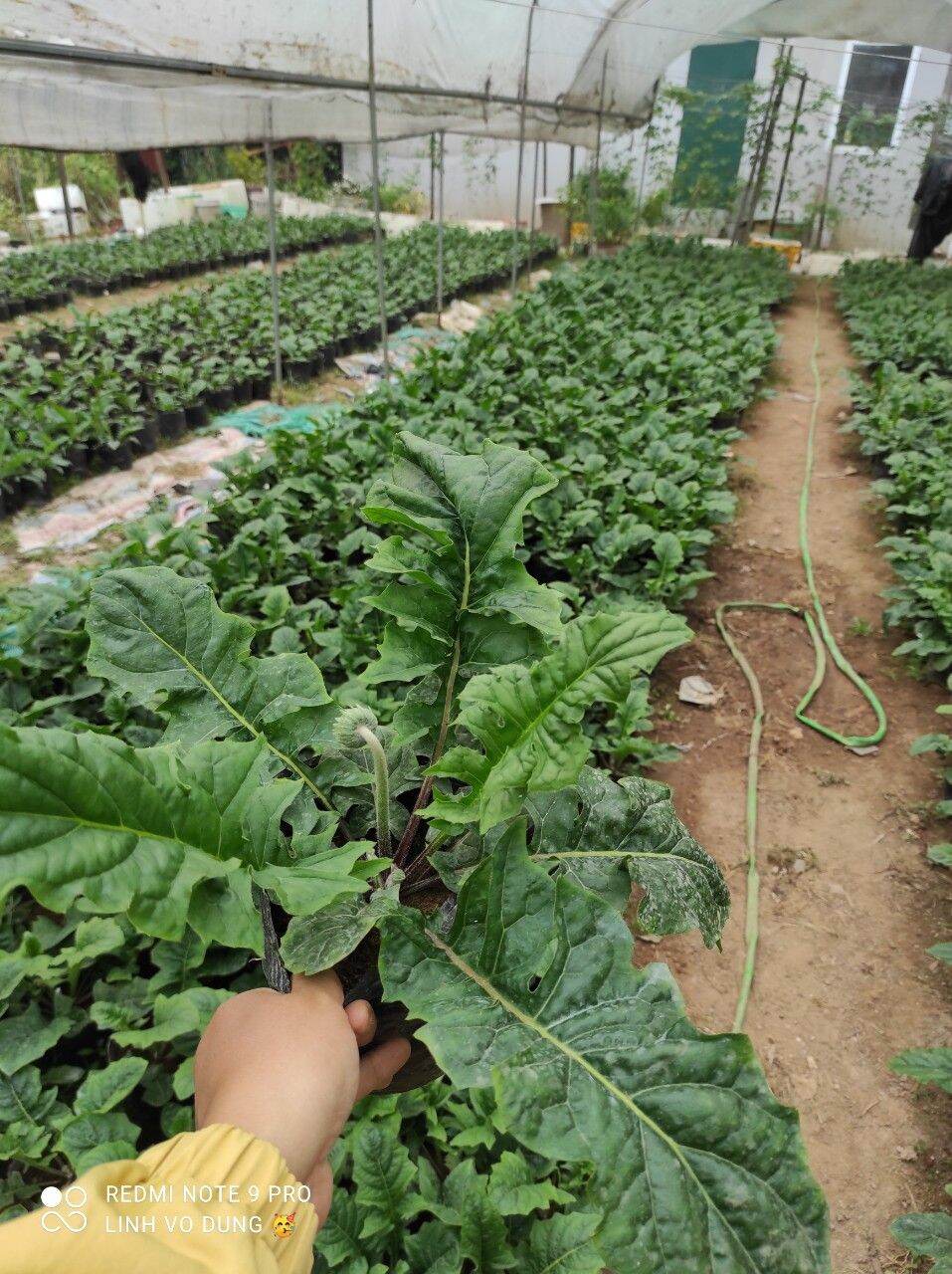 3 chậu hoa đồng tiền cao 3 màu