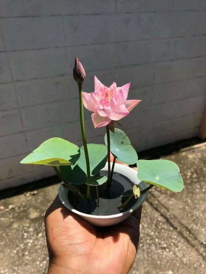 Hạt sen mini nhật 10 Hạt  nhiều  màu
