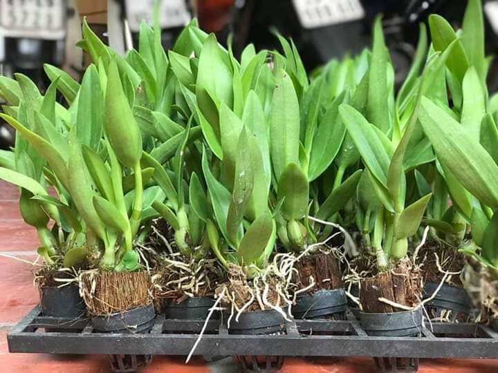 Denro nắng bà liễu giống