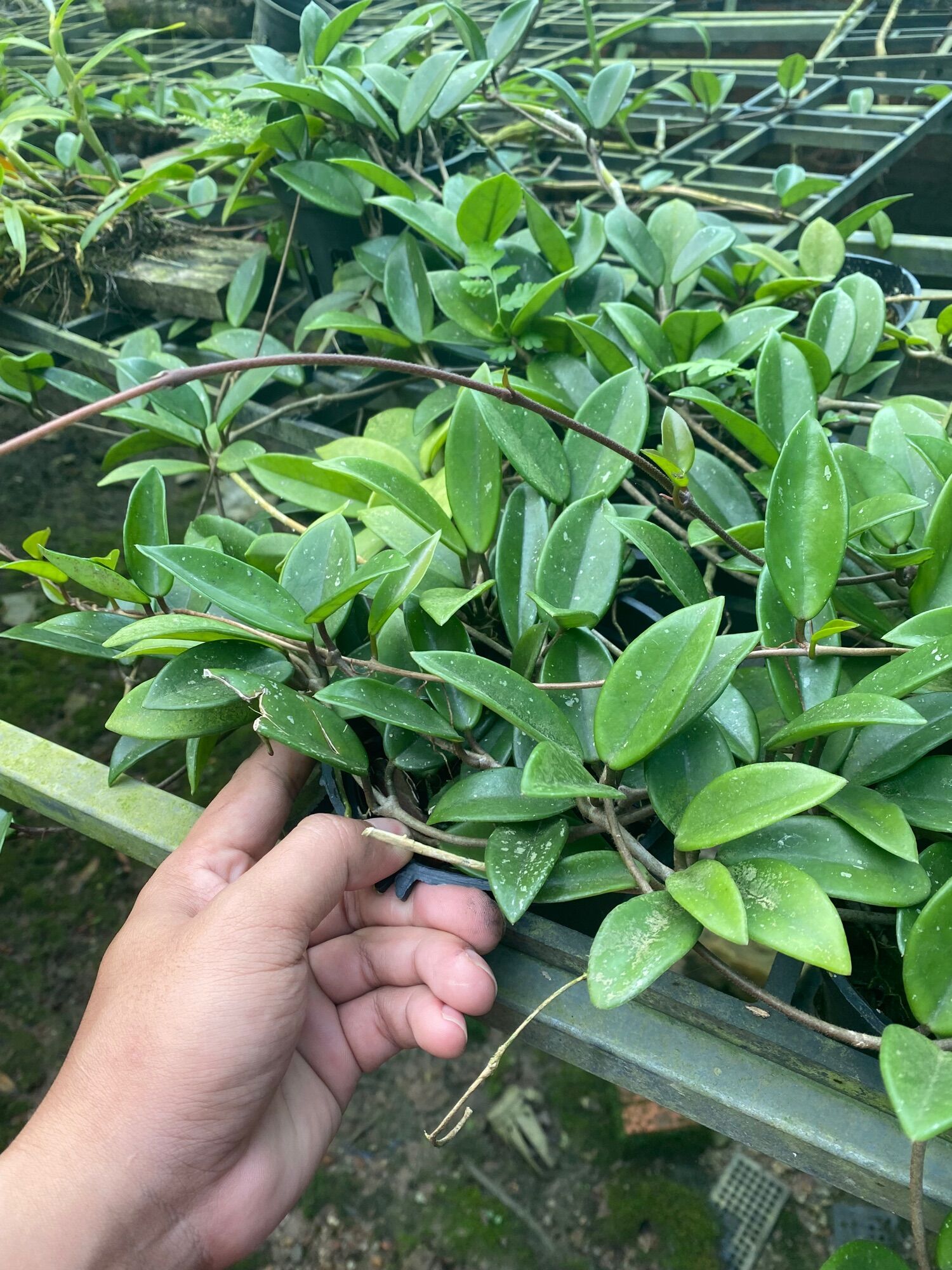 Lan cẩm cù chậu lớn trên 2m