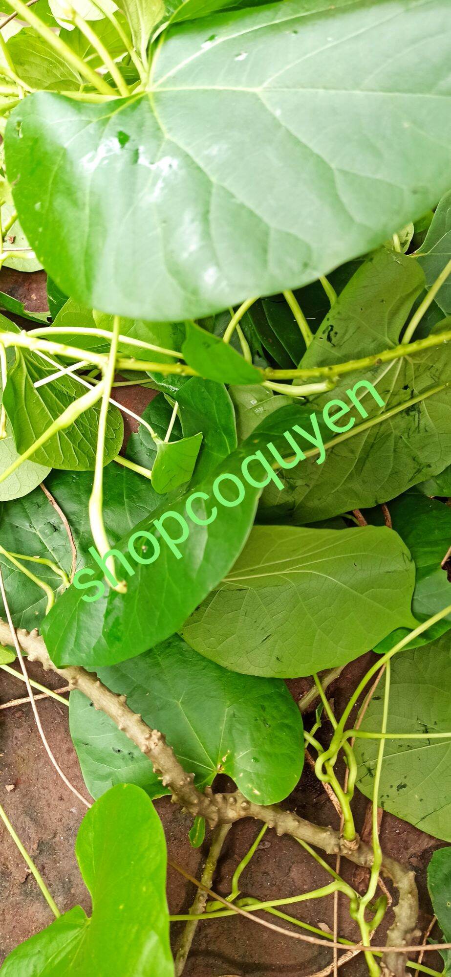 Dây cóc thần thông ký ninh tươi 1 kg