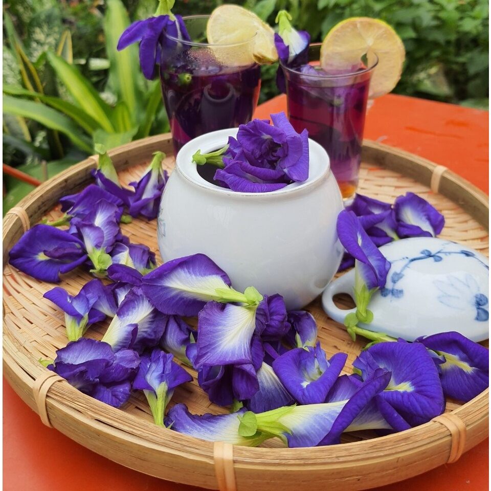 Hạt Giống Hoa Đậu Biếc