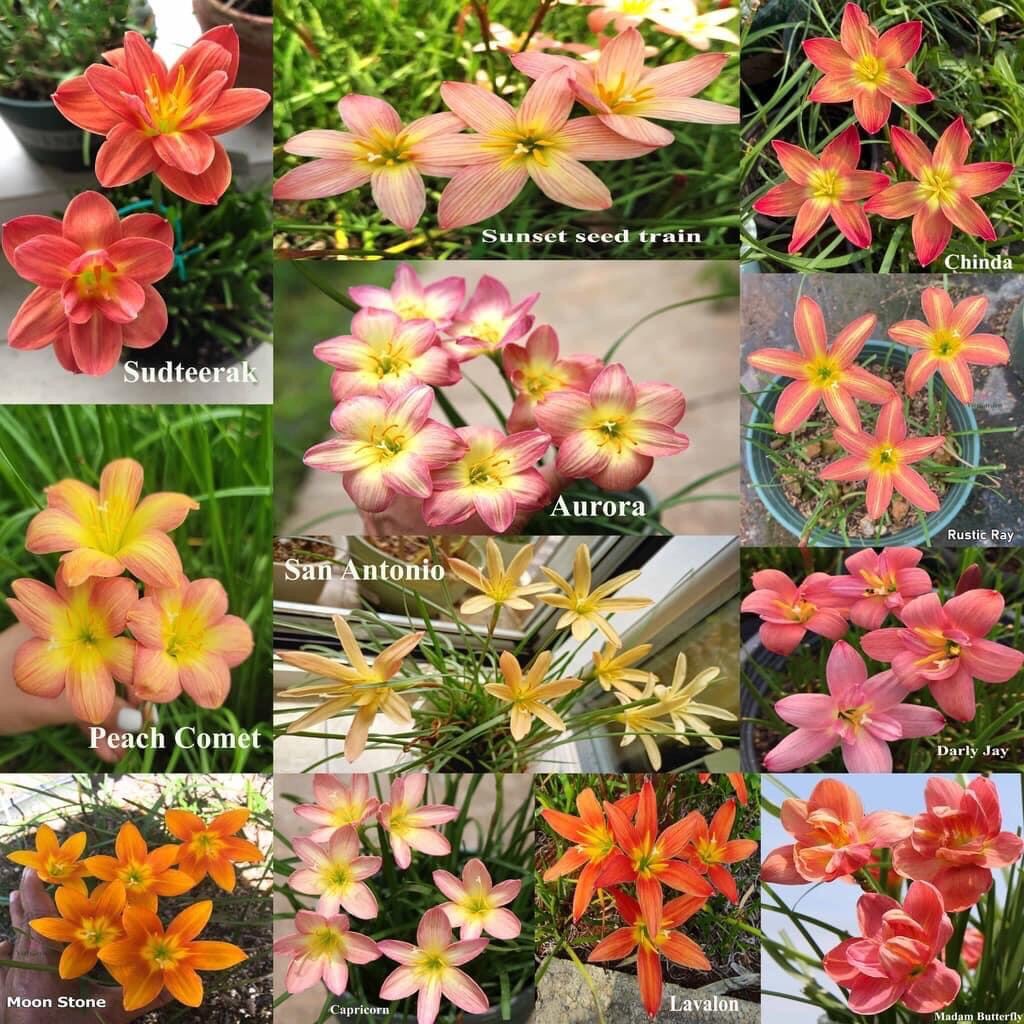 củ hoa huệ mưa ngoại(5 củ)