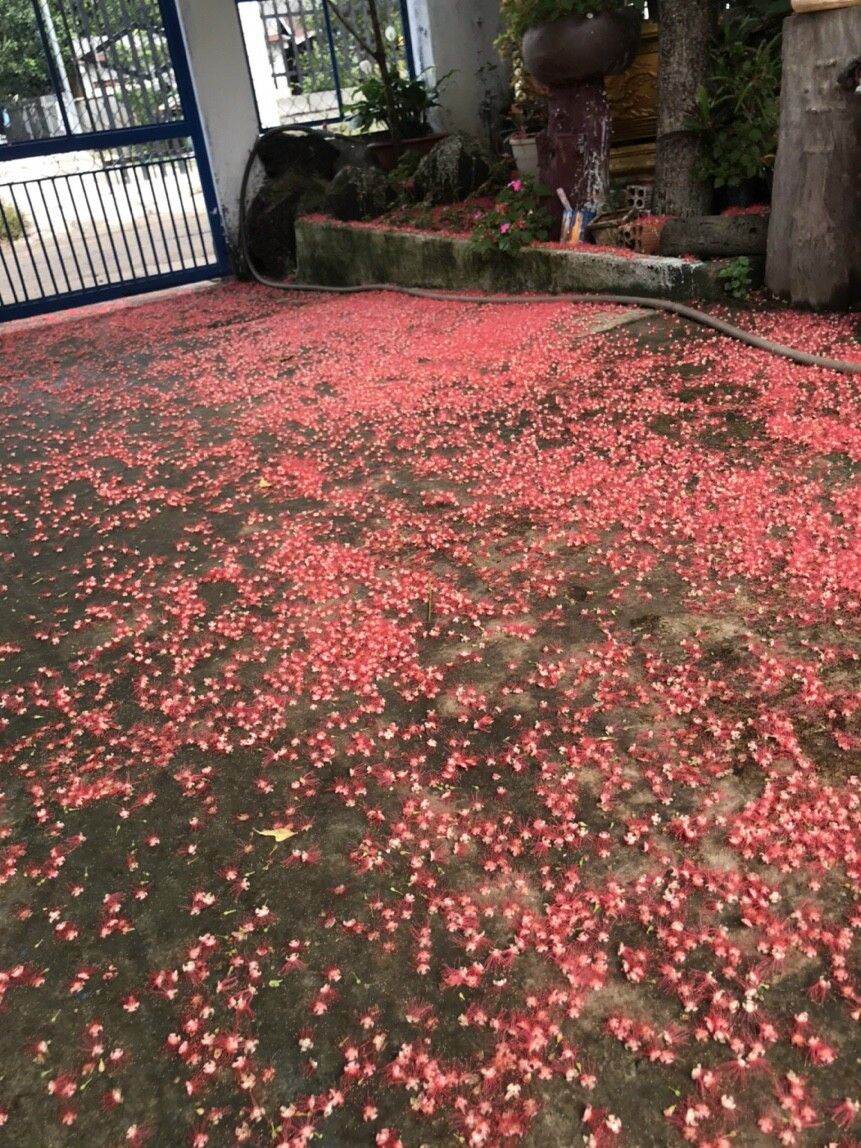 cây Lộc Vừng Đỏ