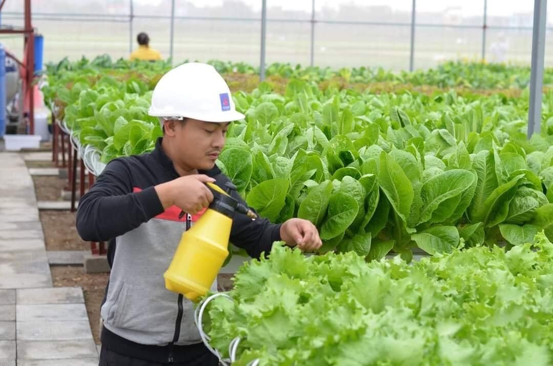 Vỉ mút Bọt biển ươm hạt Nhật bản 96 viên Hàng sịn